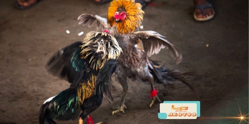 Alo789 - Nhà Cái Game Bài và Thể Thao Uy Tín 5 Câu Hỏi Thường Gặp Về Alo789